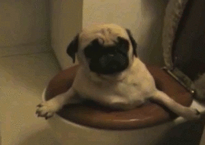 Honden GIF. Dieren Gifs Hond Oren 