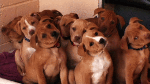 Honden GIF. Dieren Puppy Gifs Hond 