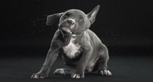 Honden GIF. Dieren Puppy Gifs Hond Schudden 