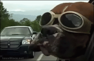 Honden GIF. Dieren Gifs Hond Verdrietig Coulissen Fee 