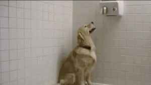 Honden GIF. Dieren Wassen Bang Auto Gifs Hond 