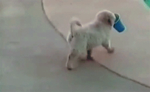 Honden GIF. Dieren Gifs Hond 
