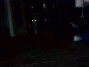 Honden GIF. Dieren Yoga Gifs Hond Doen 