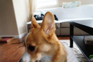 Honden GIF. Dieren Gifs Hond Knipperen Spaghetti 