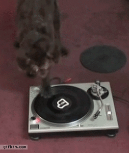 Honden GIF. Dieren Gifs Hond 