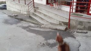 Honden GIF. Dieren Gifs Hond Mislukken Frisbee Halen 