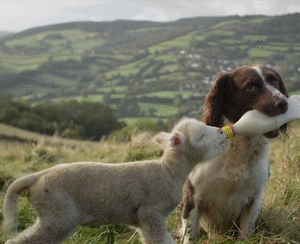 Honden GIF. Dieren Yoga Gifs Hond Doen 