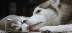 Honden GIF. Dieren Gifs Hond 