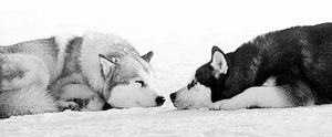 Honden GIF. Dieren Gifs Hond De+mens 