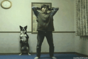Honden GIF. Dieren Gifs Hond Oefening Kraakpanden 