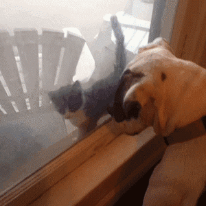 Honden GIF. Dieren Kat Gifs Hond Mislukken 