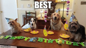 Honden GIF. Dieren Gifs Hond Vrolijkheid 