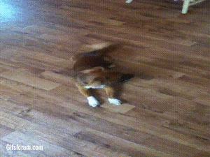 Honden GIF. Dieren Gifs Hond Zittend Meubilair 