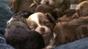 Honden GIF. Dieren Puppy Gifs Hond 