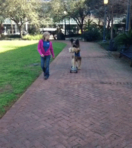 Honden GIF. Dieren Schommel Gifs Hond 