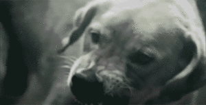Honden GIF. Dieren Zonnebril Gifs Hond Jumping 