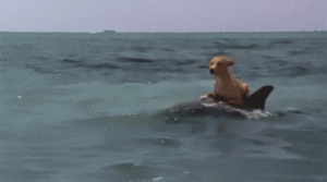 Honden GIF. Dieren Gifs Hond Skateboard 