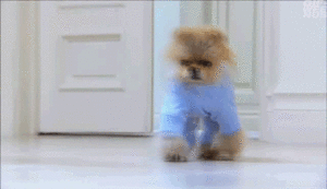 Honden GIF. Dieren Grappig Schattig Gifs Hond Lopend 