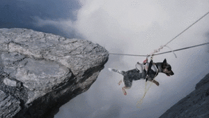 Honden GIF. Dieren Gifs Hond Ontvangst 