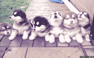 Honden GIF. Dieren Puppy Gifs Hond 
