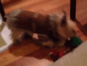Honden GIF. Dieren Gifs Hond Doge Stoppen 