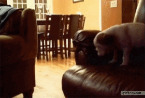 Honden GIF. Dieren Gifs Hond Koel Drama 