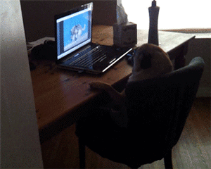 Honden GIF. Dieren Wassen Bang Auto Gifs Hond 