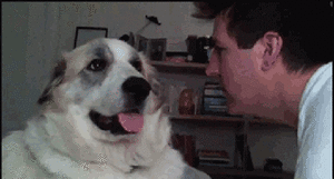 Honden GIF. Dieren Gifs Hond Klap Slapping 