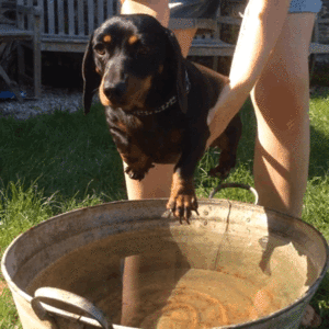 Honden GIF. Dieren Zwemmen Gifs Hond Teckel 
