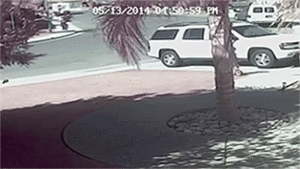 Honden GIF. Dieren Gifs Hond 