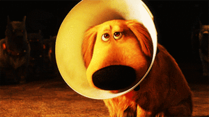 Honden GIF. Dieren Muis Gifs Hond Wtf Speelbal 