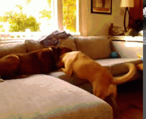 Honden GIF. Dieren Hersenen Gifs Hond Lus Gelukkig 
