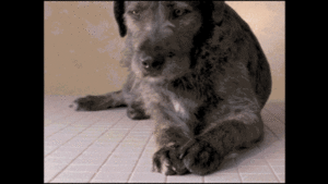 Honden GIF. Dieren Schommel Gifs Hond 