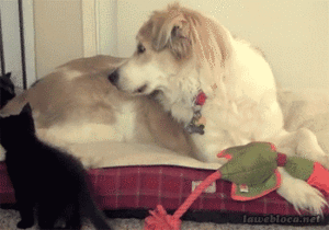 Honden GIF. Dieren Gifs Hond Mislukken Vangst Halen 