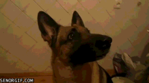 Honden GIF. Dieren Emoties Gebit Gifs Hond Wtf Boosheid 