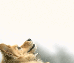 Honden GIF. Dieren Jongen Gifs Hond 