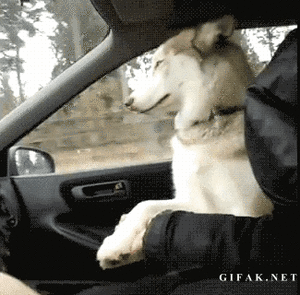 Mopshond GIF. Dieren Grappig Gifs Hond Mopshond 
