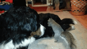 Honden GIF. Dieren Gifs Hond Overwinning Surfing 