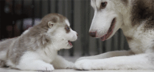 Honden GIF. Dieren Puppy Gifs Hond 