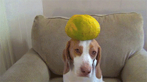 Honden GIF. Dieren Verward Schattig Gifs Hond Teckel 