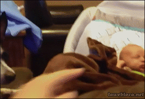 Honden GIF. Dieren Gifs Hond Vrolijkheid 