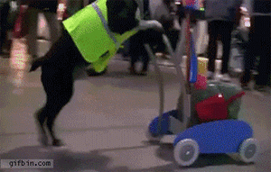 Honden GIF. Dieren Gifs Hond Mislukken Geslacht 