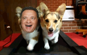 Honden GIF. Dieren Puppy Gifs Hond 