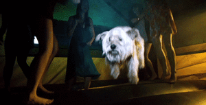 Honden GIF. Dieren Gifs Hond Trucs 