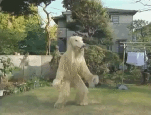 Honden GIF. Dieren Gifs Hond Oefening Kraakpanden 