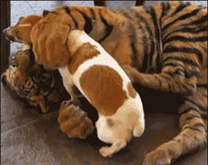 Honden GIF. Dieren Gifs Hond 