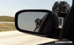 Honden GIF. Dieren Verward Schattig Gifs Hond Teckel 