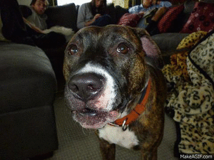 Honden GIF. Dieren Gifs Hond Mislukken Frisbee 
