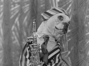 Honden GIF. Dieren Gifs Hond Zittend Meubilair 