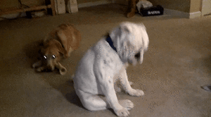 Honden GIF. Dieren Tijger Gifs Hond 